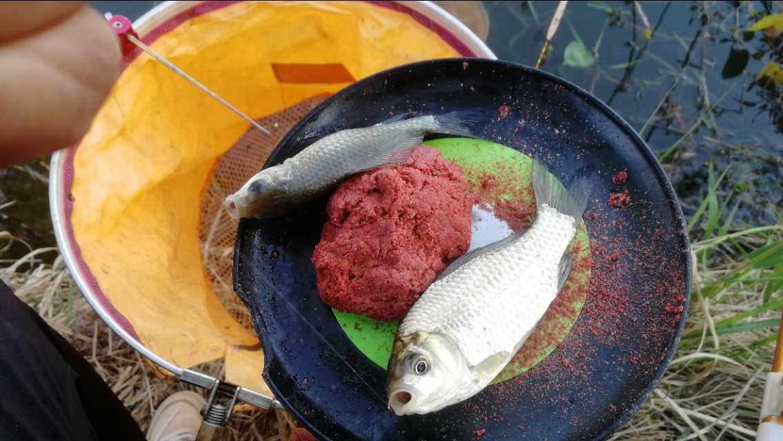 钓鱼遇小鱼闹窝怎么办,钓鱼遇小鱼闹窝用什么饵料最好