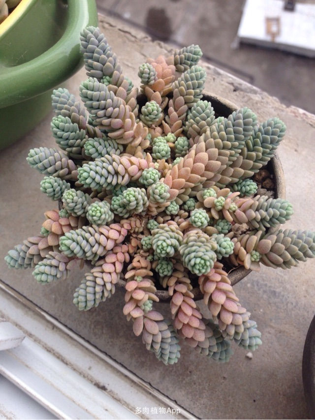 姬星美人的养殖方法和注意事项,姬星美人怎么养视频