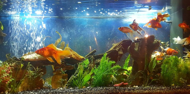 金鱼肚皮朝上是怎么回事？怎么办？你不用太担心，也很好办