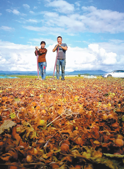 黑龙江榛子栽培与效益,黑龙江抗寒大果榛子