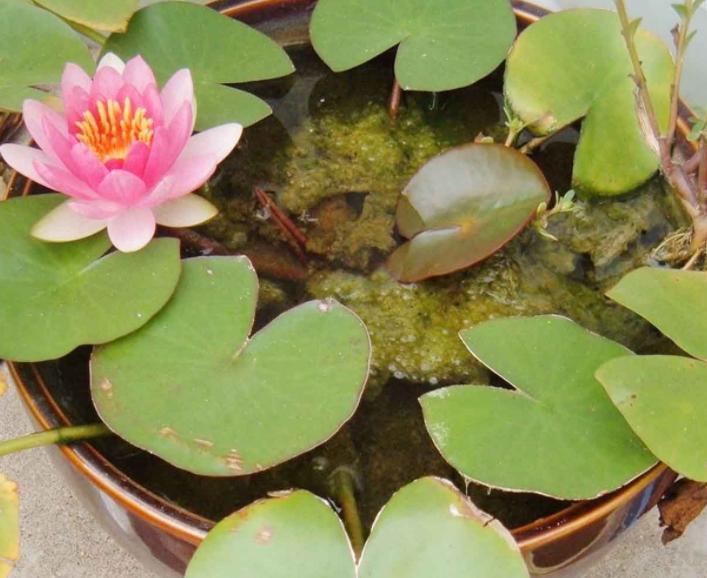 我家的江南风光,小小碗莲,自在清香淡雅,真的好看极了