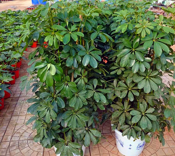 鸭掌木绿植推荐品种有哪些,一种绿植叫什么竹