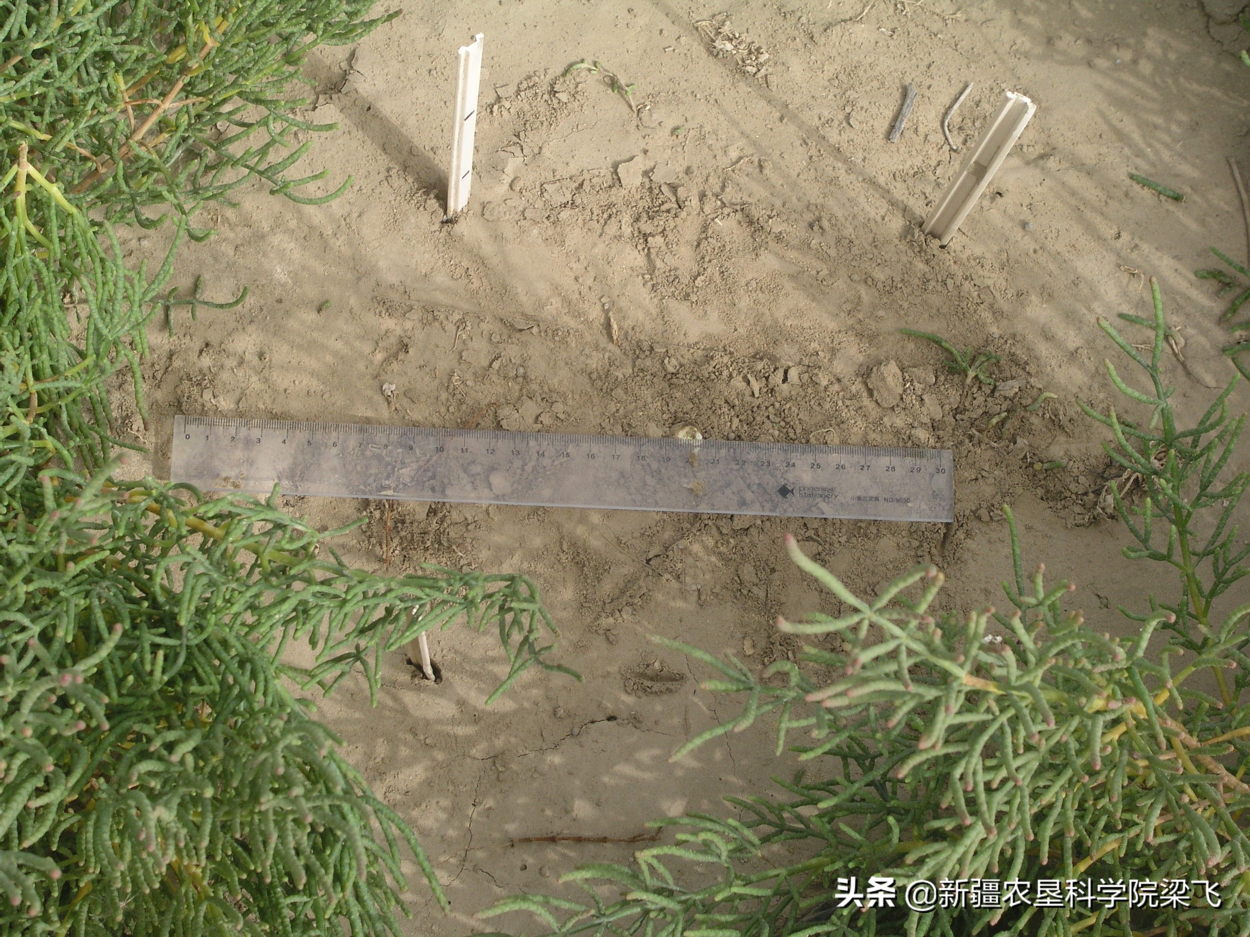 土壤改良最有效的5个方法,土壤含盐怎么改良