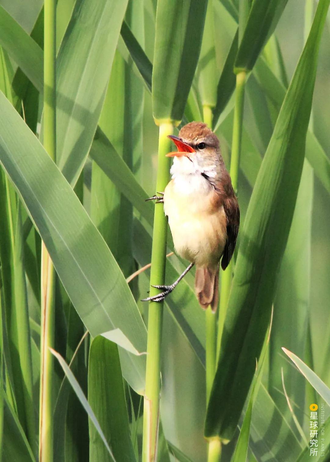 林草领域知识图谱,林草科普专业术语