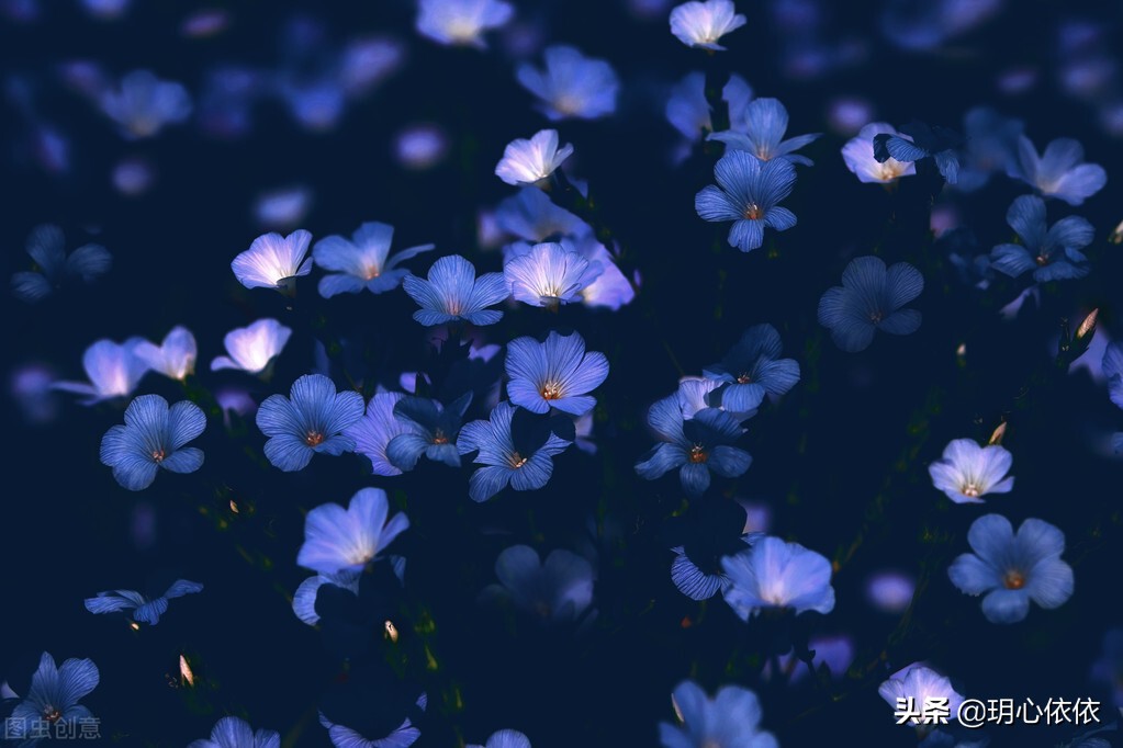 梦中小屋的安妮正版,梦中小屋的安妮书籍