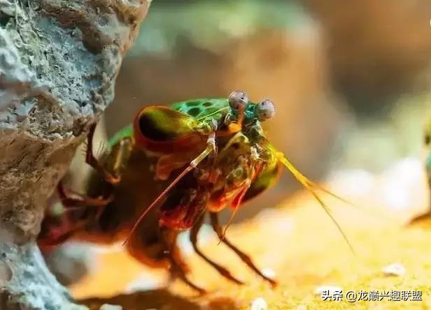 皮皮虾真的那么神奇吗,皮皮虾真的有那么恐怖吗