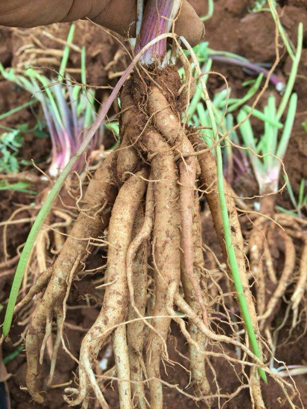 当归别名,当归药材的拉丁名称