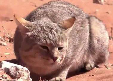 夏季小猫咪中暑,猫咪防中暑最好方法