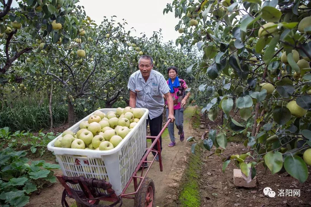 洛阳牡丹花会邀请,洛阳邀请全世界人民看牡丹