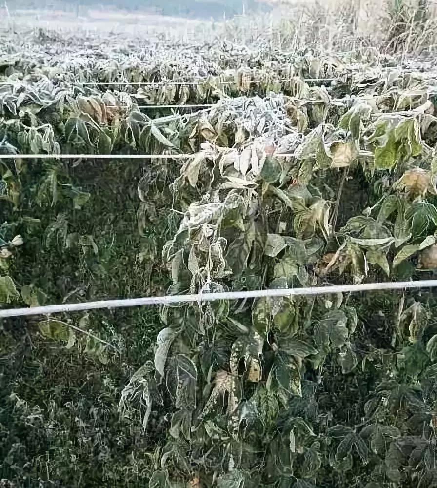 百香果防霜的最好方法,喷防冻液对百香果的生长有影响吗