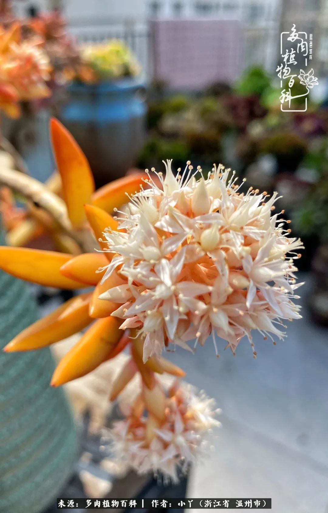 祖上无院家里无矿，一腔浪漫情怀付诸楼顶造花