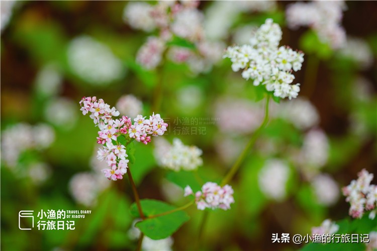 藏在秦岭深处的世外秘境,藏在西安秦岭里的桃源秘境