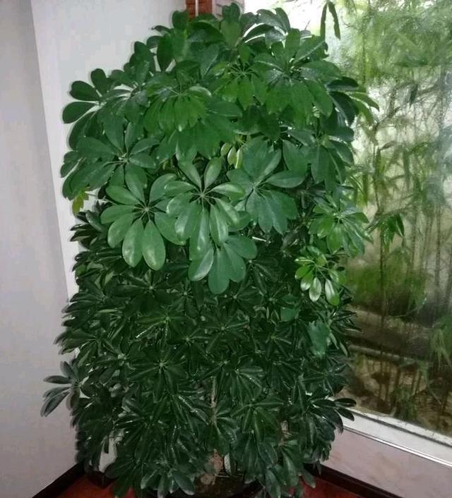 去除家具甲醛的植物,去除甲醛的植物花卉有哪些