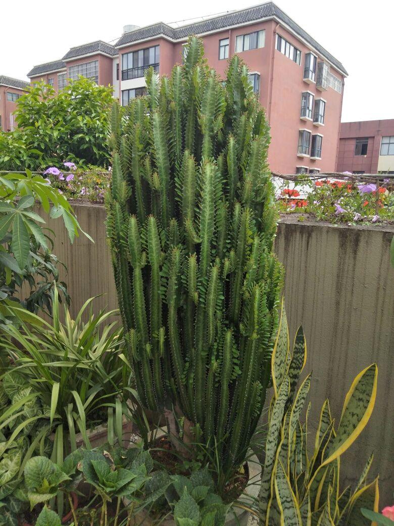 祥龙镇宅,3种开运花旺财又旺家