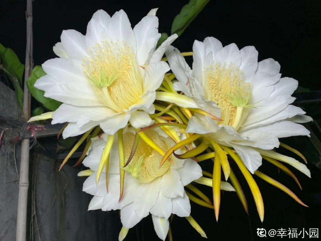 一根枝插土里就能成活的果树,大树枝直接插土里能活吗