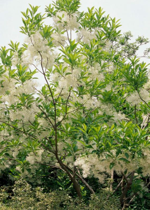 适合花园的小型树木,适合自家花园种植的树木花卉