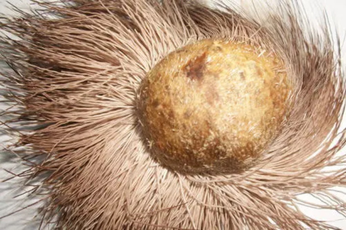 片仔癀秘方国家保密,片仔癀是国家两大绝密配方之一