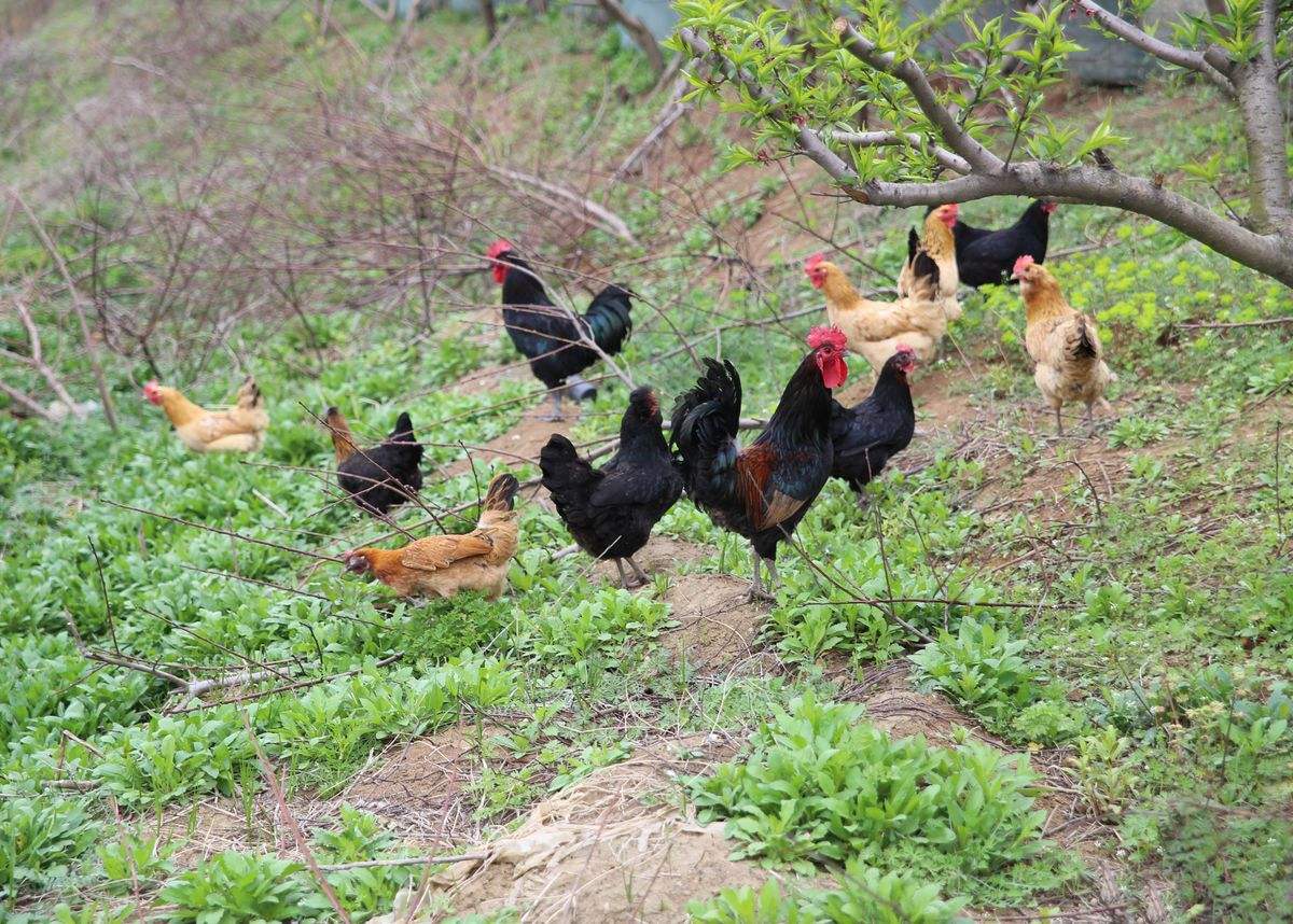 笼养鸡散养多久可以改变肉质,散养鸡和笼养鸡的区别