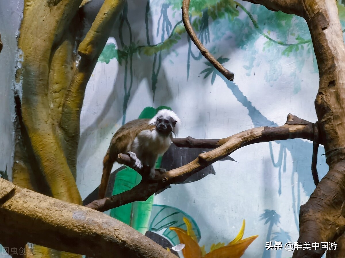 长隆野生动物园动物大巡游,长隆动物园动物视频