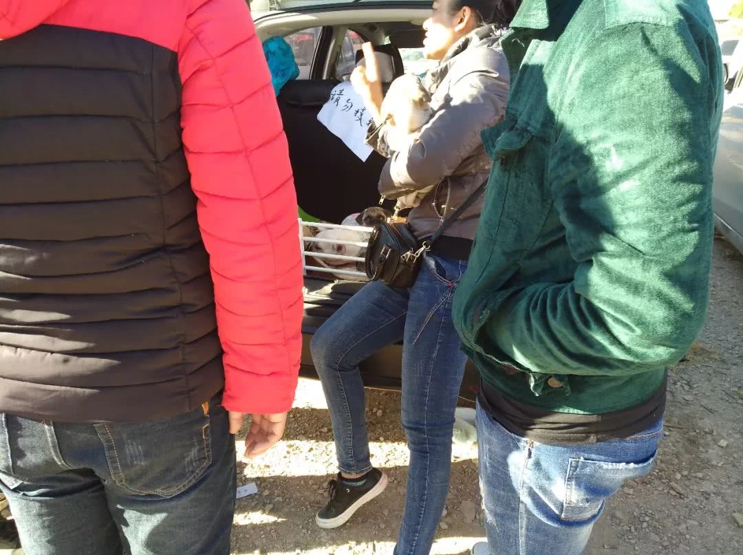 南宁巴哥幼犬出售300元以内,巴哥犬幼犬出售500元同城