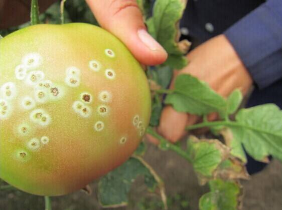 西红柿有白粉病能吃吗,西红柿白绢病的危害