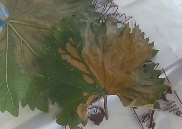 葡萄生理性枯叶怎么处理,葡萄落叶病害治疗