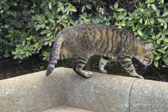 除了蝙蝠，这18种动物肉都是野生的，为了家人健康，一定要管住嘴