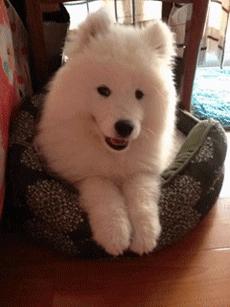 汪星人的秘密,舌头的3个小秘密