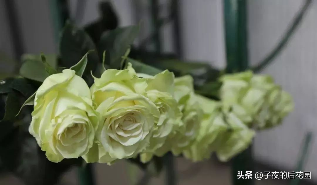 最好的进口玫瑰,进口玫瑰品种