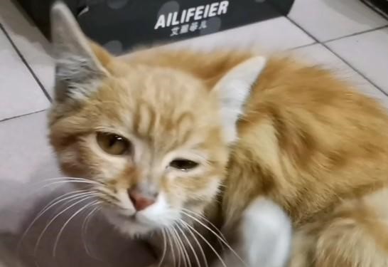 猫咪猫癣的最佳治疗方法,猫咪猫癣一直治不好怎么办