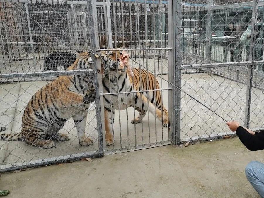 海关查获黑腹果蝇抓到了吗,海关查获7000只黑腹果蝇