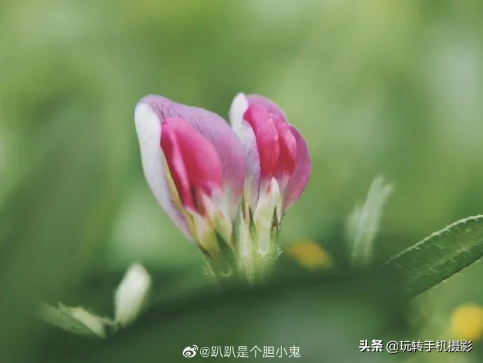 小米手机的遗憾之作,小米手机真香内行人都推荐这三款