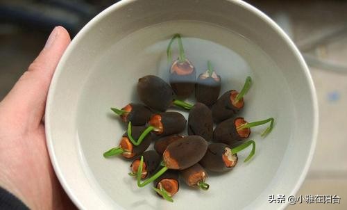 碗莲怎么养视频教程全集,碗莲怎样养才能开花多