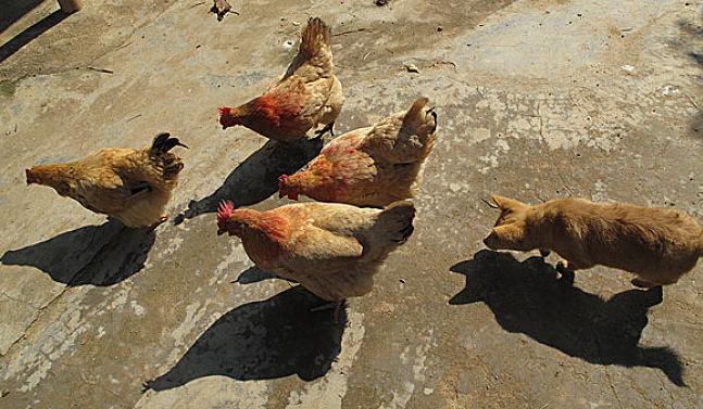 鸡拉血便怎么处理,鸡拉料粪怎么治疗