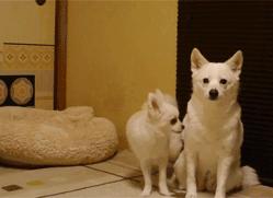 女朋友想玩恋爱游戏,女朋友想玩有趣的事情怎么办