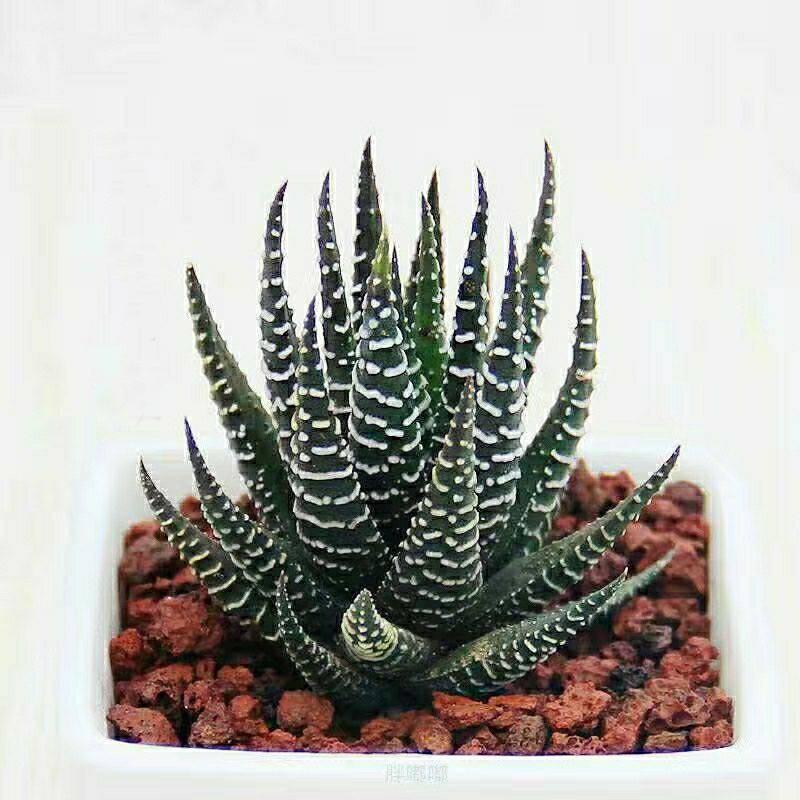 鼠尾兰多肉植物的养护,狐尾兰怎么养才好看