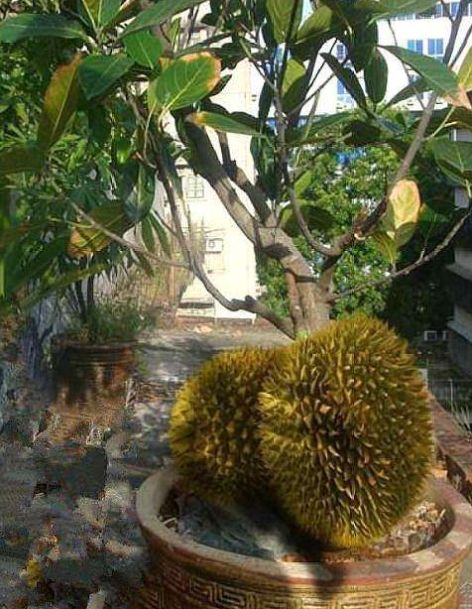 取出的榴莲能放几天,榴莲核种多久能结榴莲