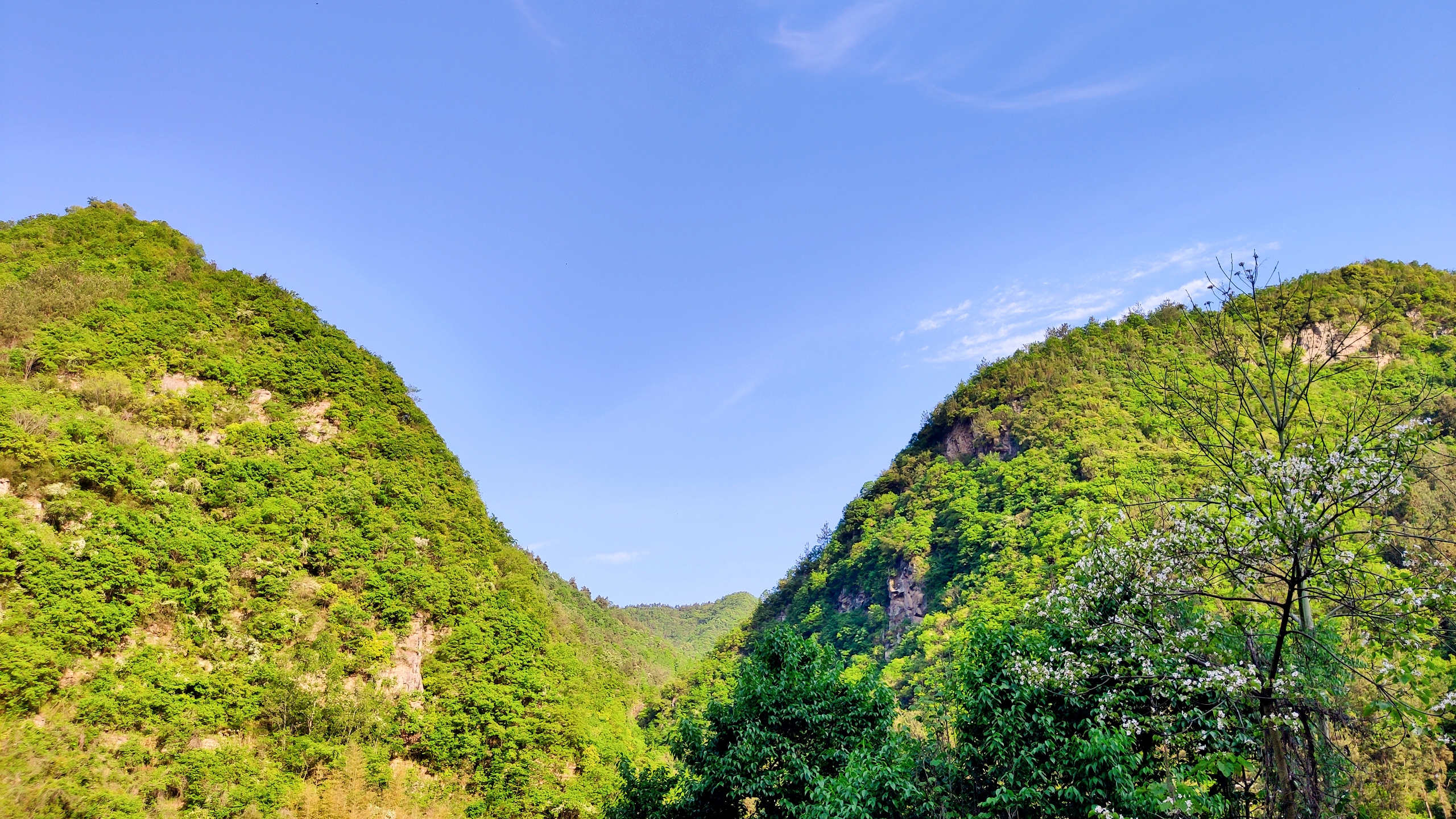 十堰卡子村千年银杏古树,卡子沟千年银杏十堰