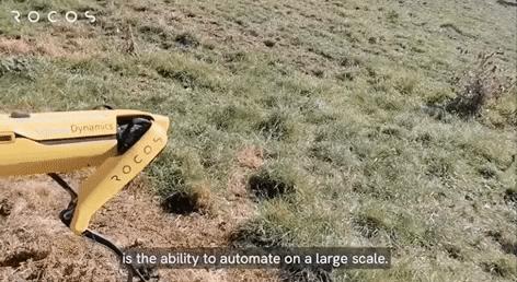 50万一只的波士顿机器狗,中国购买的波士顿机器狗