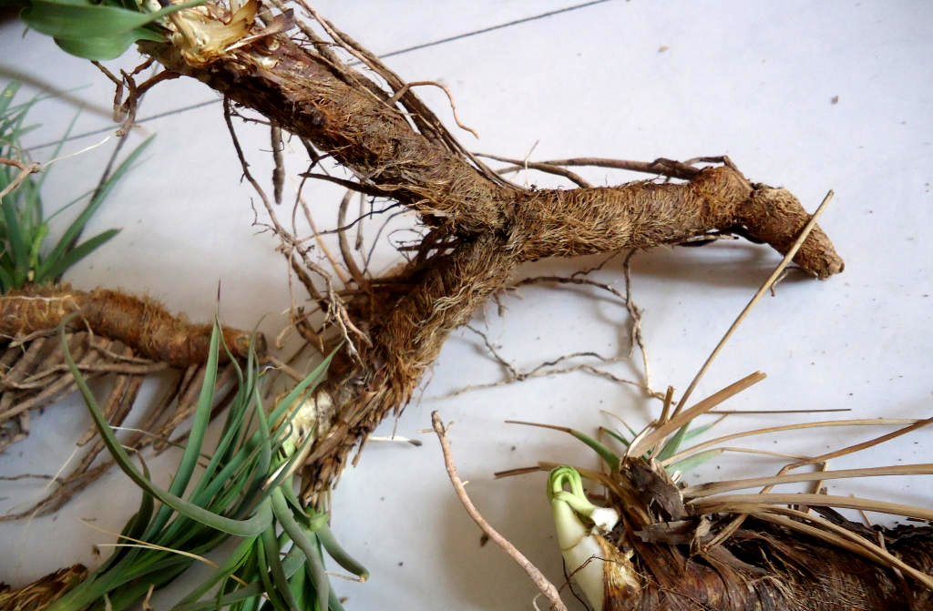 《说文解字》第72课：古文字里的“扫帚菜”？