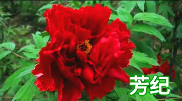 雍容华贵的国之牡丹惊艳了世界,美丽富贵的国花洛阳牡丹