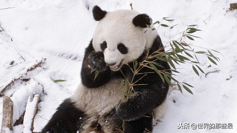 国内的大熊猫需要租赁吗,大熊猫在国外租一年需要花多少钱