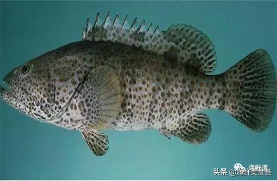 十种最美味海鲜,100种常见海鲜大全图