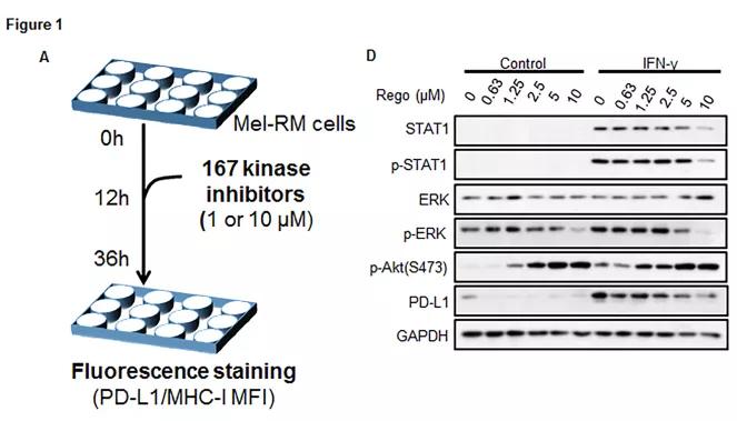 抗肿瘤药pd-1效果如何,抗血管生成靶向药联合用药