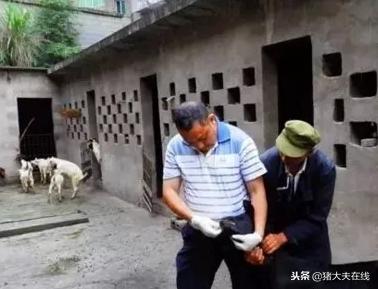 羊发热喂什么药,羊发烧怎么照顾