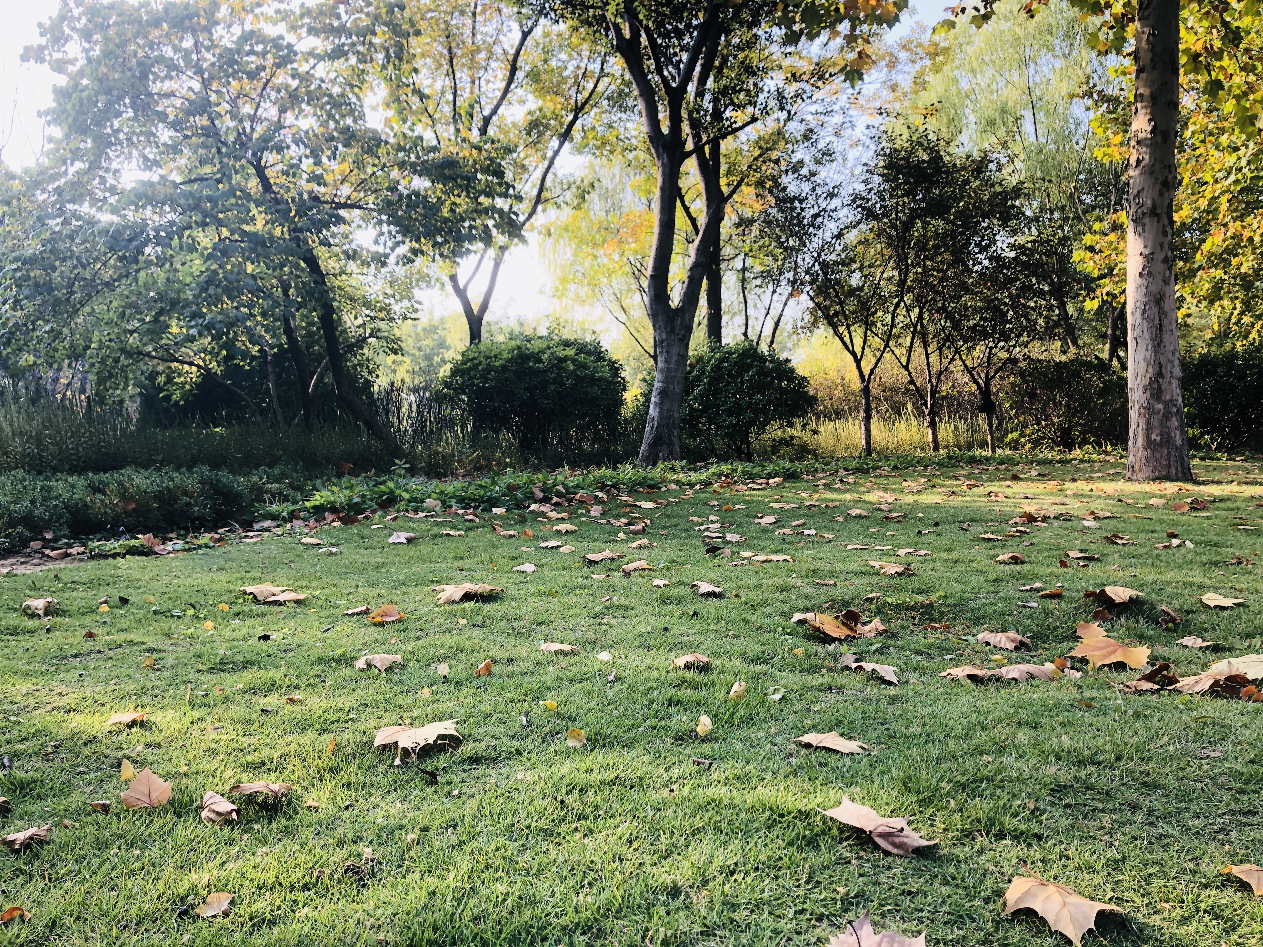 济南森林公园夏荷之美,雨后的济南森林公园美景让人陶醉