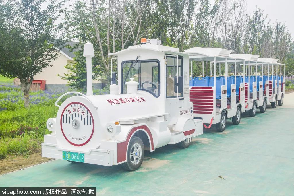 薰衣草花海真是太美了,北京薰衣草花海打卡网红地