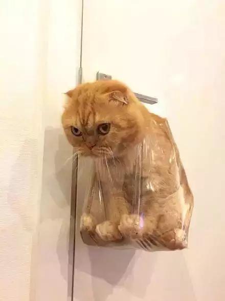橘猫弄坏主人化妆品，被装进塑料袋挂起来，看这小眼神还挺凶