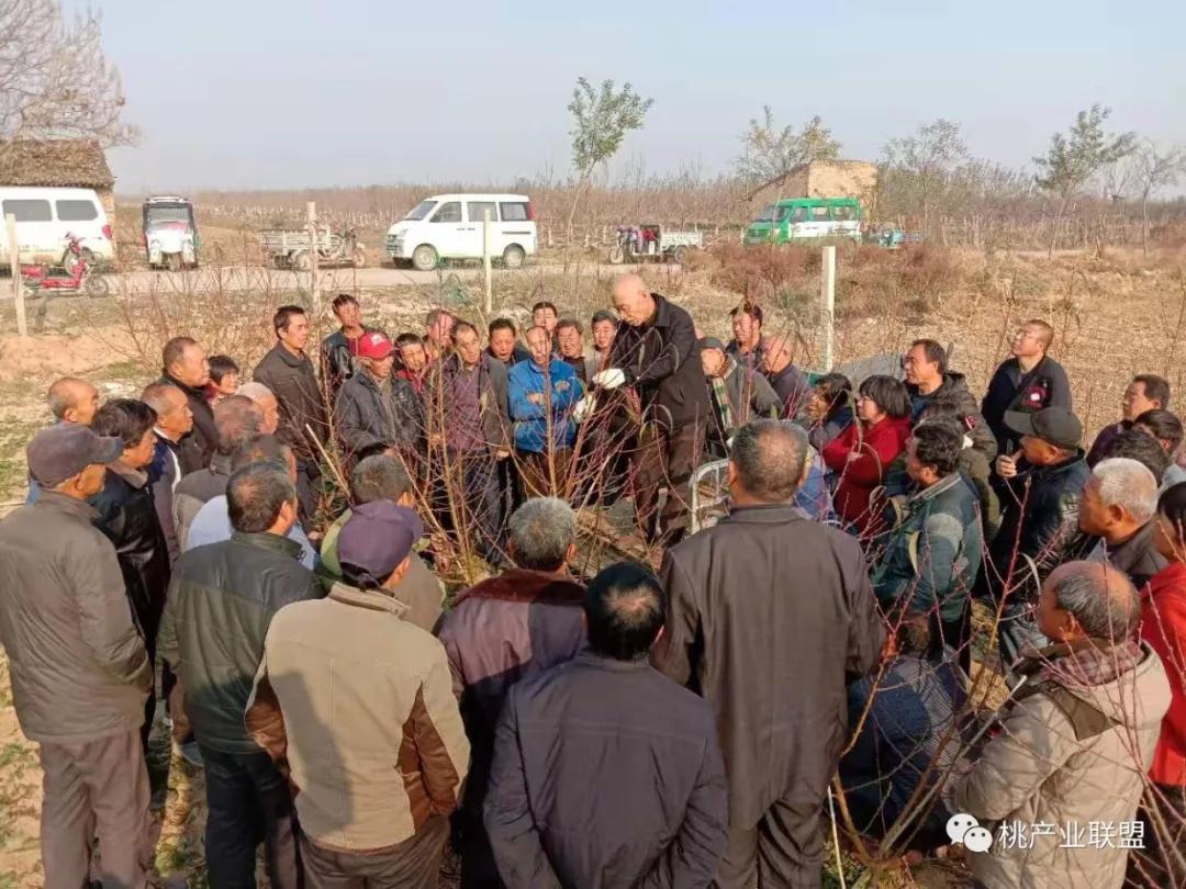 桃树长放修剪好、还是短截修剪好？