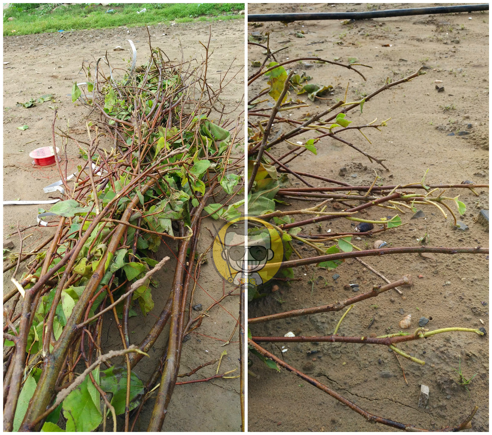 肥水草鱼窝料,综合塘草鱼窝料